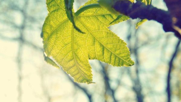 Trade Deadline Deep Dive