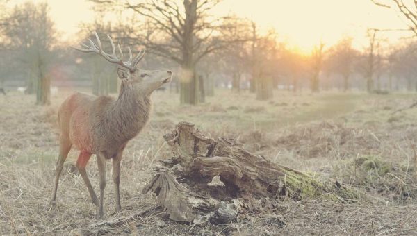 Saquon Barkley 78-Yard Touchdown Breakdown