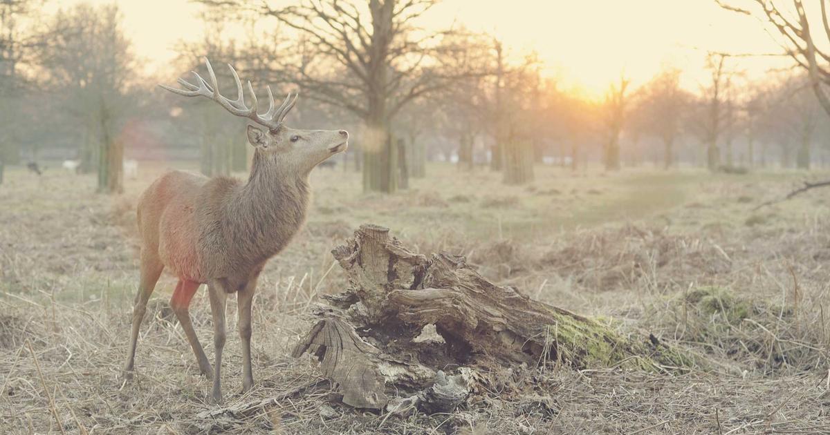 Saquon Barkley 78-Yard Touchdown Breakdown