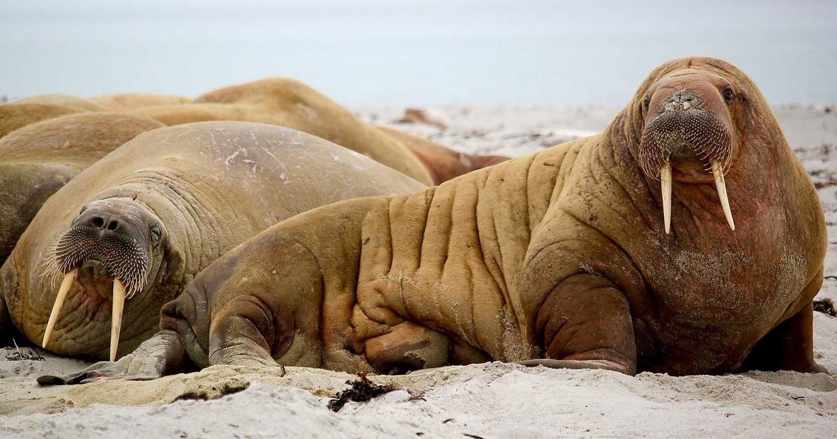 Ep. 49 — Flyers Prospect Report: Ranking the Future